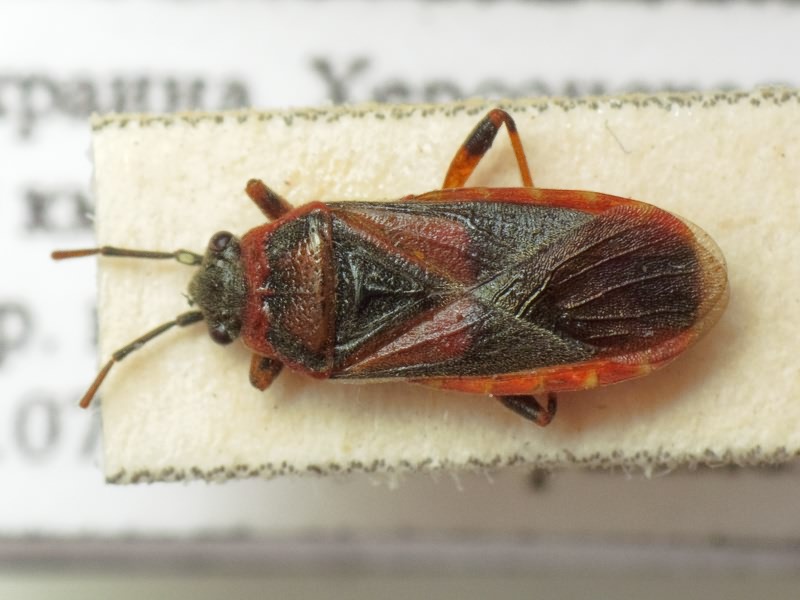 Arocatus melanocephalus (Fabricius, 1798)